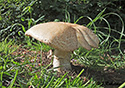 Agaricus augustus